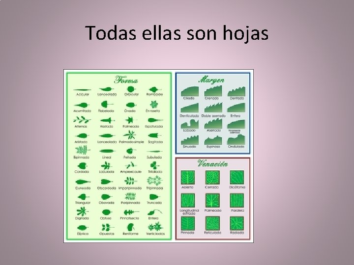 Todas ellas son hojas 