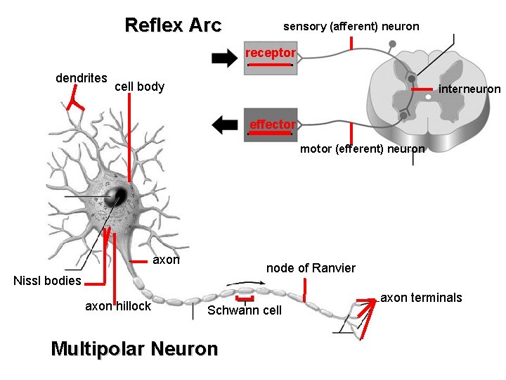 Reflex Arc sensory (afferent) neuron receptor dendrites cell body interneuron effector motor (efferent) neuron