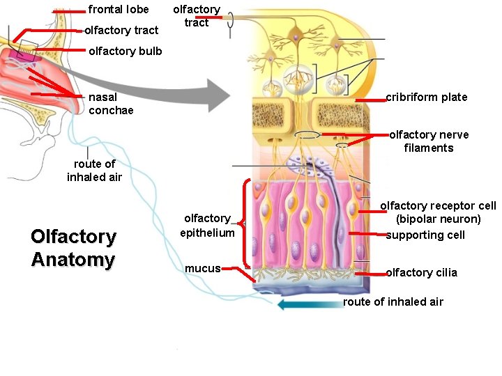 frontal lobe olfactory tract olfactory bulb nasal conchae cribriform plate olfactory nerve filaments route