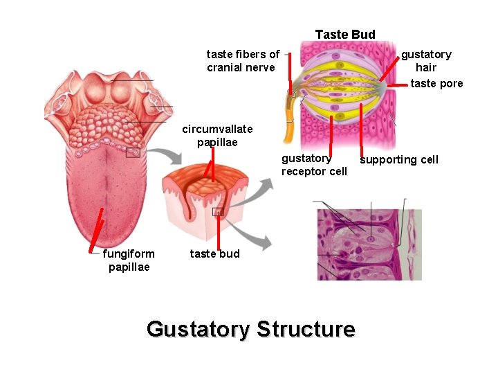 Taste Bud taste fibers of cranial nerve gustatory hair taste pore circumvallate papillae gustatory