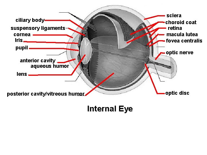 sclera choroid coat retina macula lutea fovea centralis ciliary body suspensory ligaments cornea Iris