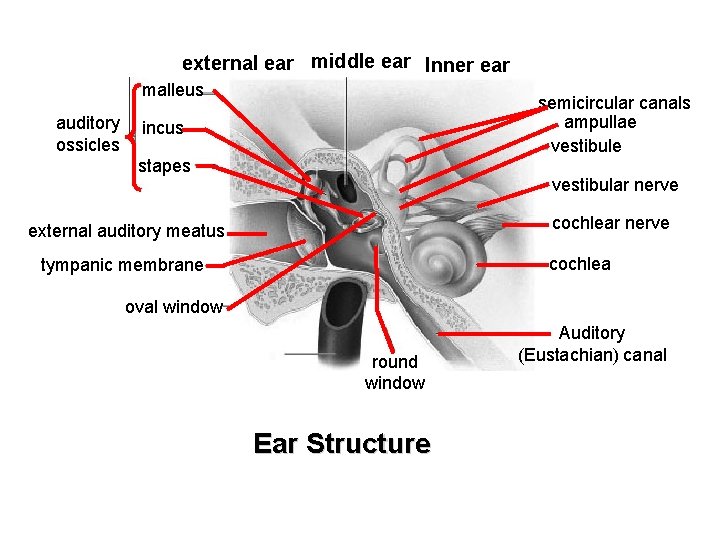 external ear middle ear Inner ear malleus auditory ossicles semicircular canals ampullae vestibule incus