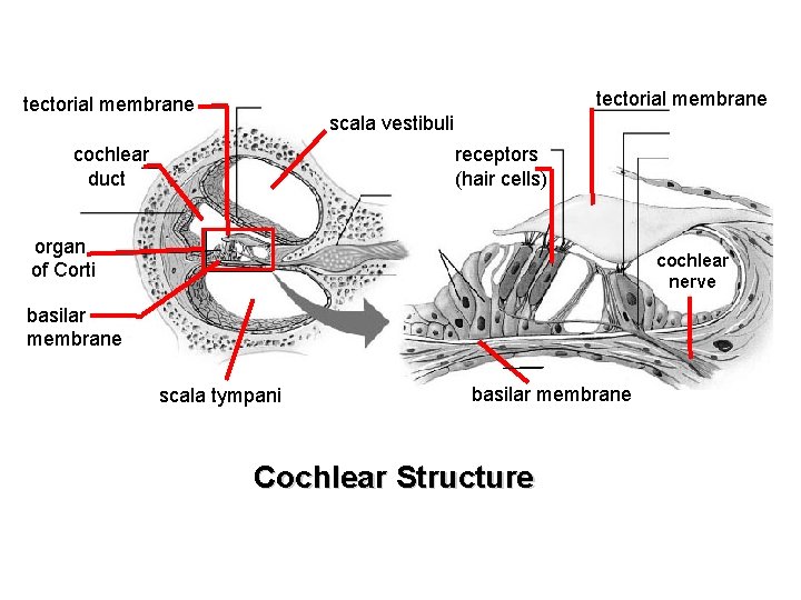 tectorial membrane scala vestibuli cochlear duct receptors (hair cells) organ of Corti cochlear nerve