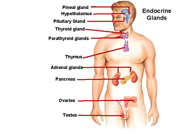 Pineal gland Hypothalamus Pituitary Gland Thyroid gland Parathyroid glands Thymus Adrenal glands Pancreas Ovaries