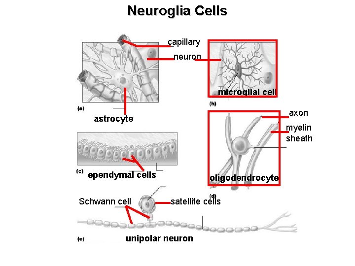 Neuroglia Cells capillary neuron microglial cell axon astrocyte myelin sheath ependymal cells Schwann cell