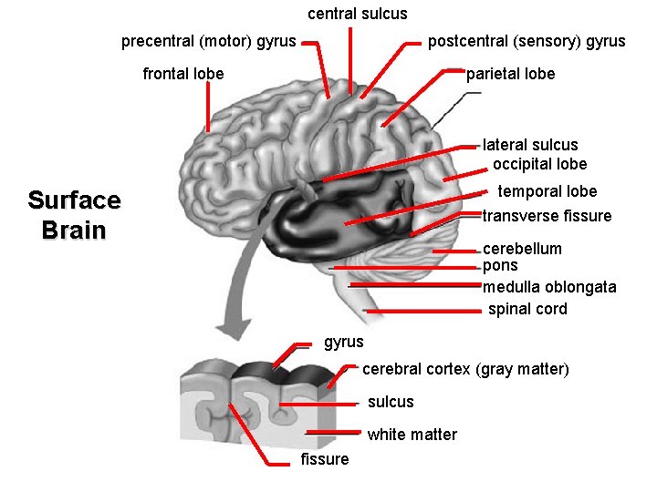 central sulcus precentral (motor) gyrus postcentral (sensory) gyrus frontal lobe parietal lobe lateral sulcus