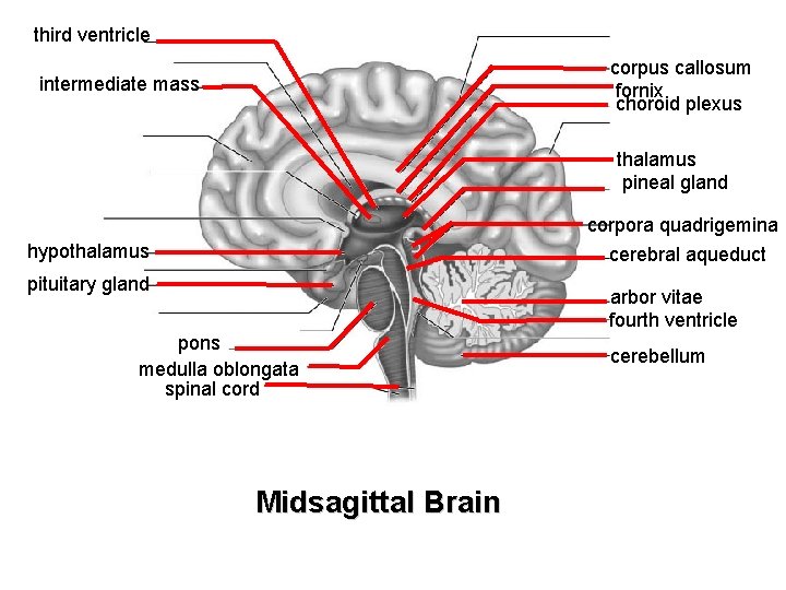 third ventricle corpus callosum fornix choroid plexus intermediate mass thalamus pineal gland corpora quadrigemina