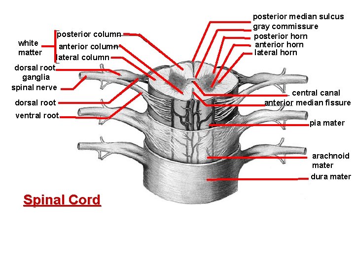 posterior column white matter anterior column lateral column dorsal root ganglia spinal nerve dorsal