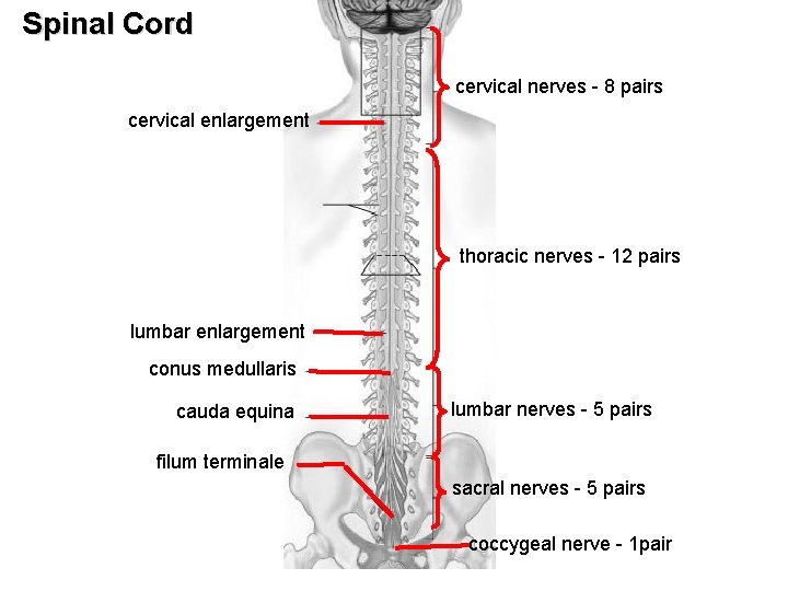 Spinal Cord cervical nerves - 8 pairs cervical enlargement thoracic nerves - 12 pairs