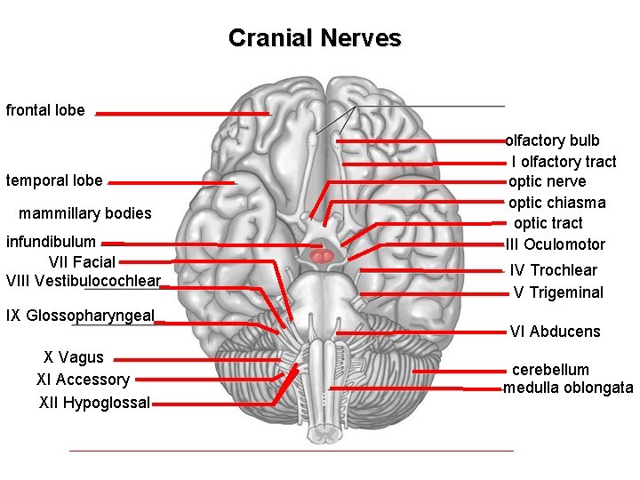 Cranial Nerves frontal lobe temporal lobe mammillary bodies infundibulum VII Facial VIII Vestibulocochlear IX