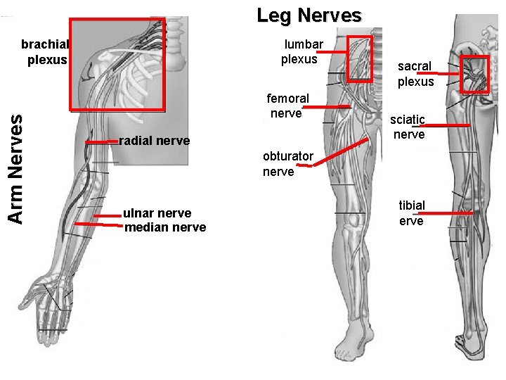 Leg Nerves lumbar plexus Arm Nerves brachial plexus femoral nerve radial nerve sacral plexus