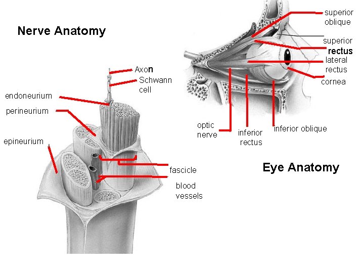 superior oblique Nerve Anatomy superior rectus endoneurium lateral rectus cornea Axon Schwann cell perineurium