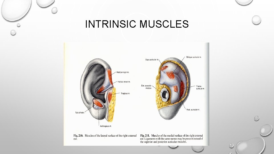 INTRINSIC MUSCLES 