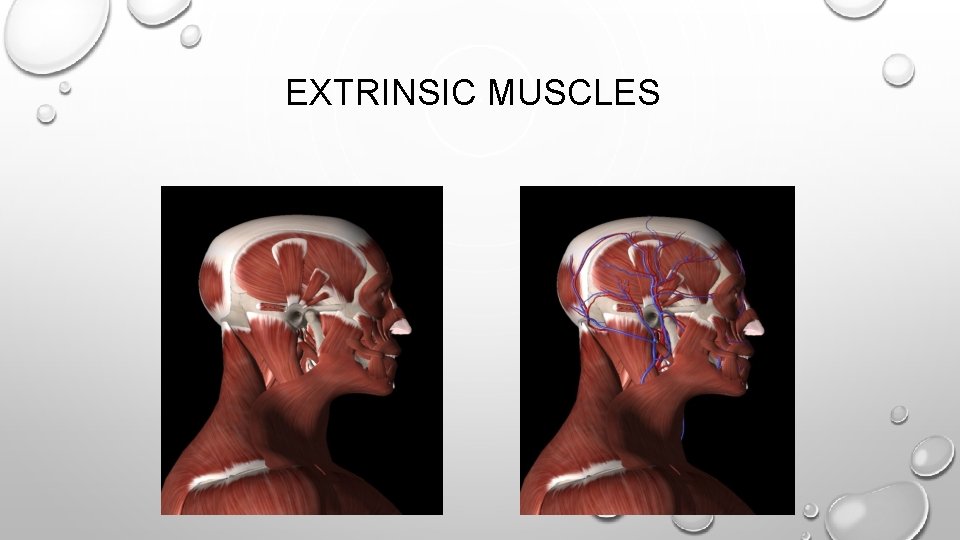 EXTRINSIC MUSCLES 