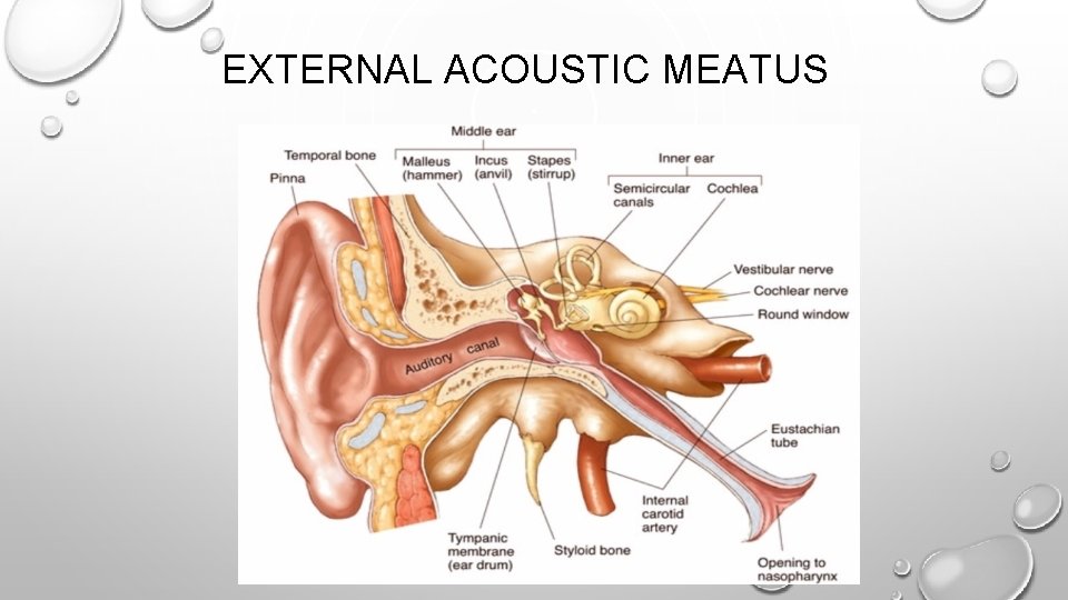 EXTERNAL ACOUSTIC MEATUS 