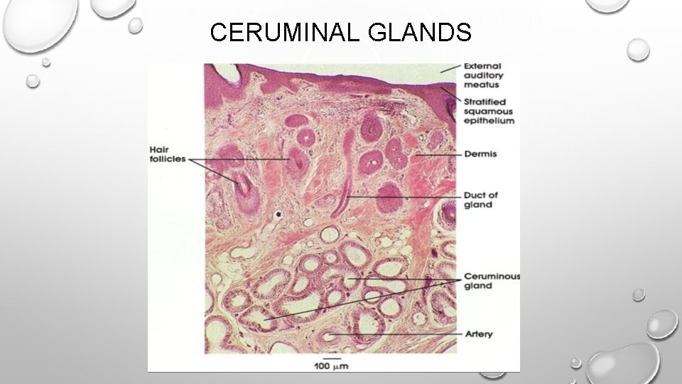 CERUMINAL GLANDS 