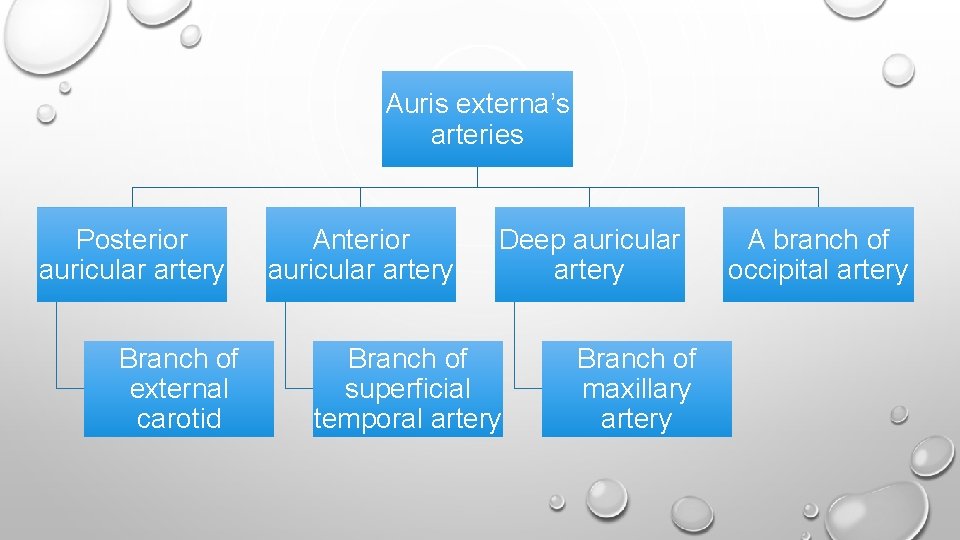 Auris externa’s arteries Posterior auricular artery Branch of external carotid Anterior auricular artery Deep