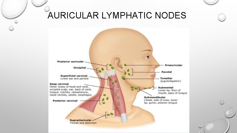 AURICULAR LYMPHATIC NODES 