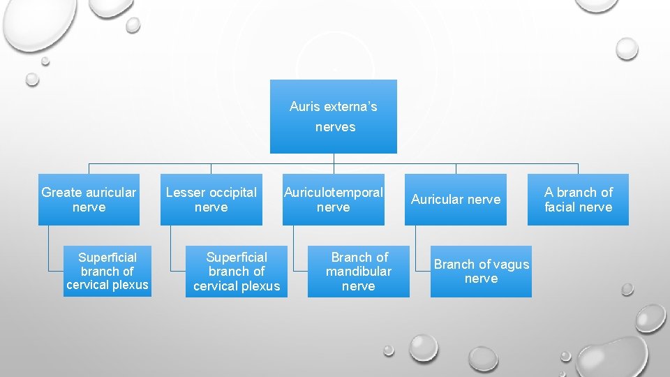 Auris externa’s nerves Greate auricular nerve Superficial branch of cervical plexus Lesser occipital nerve