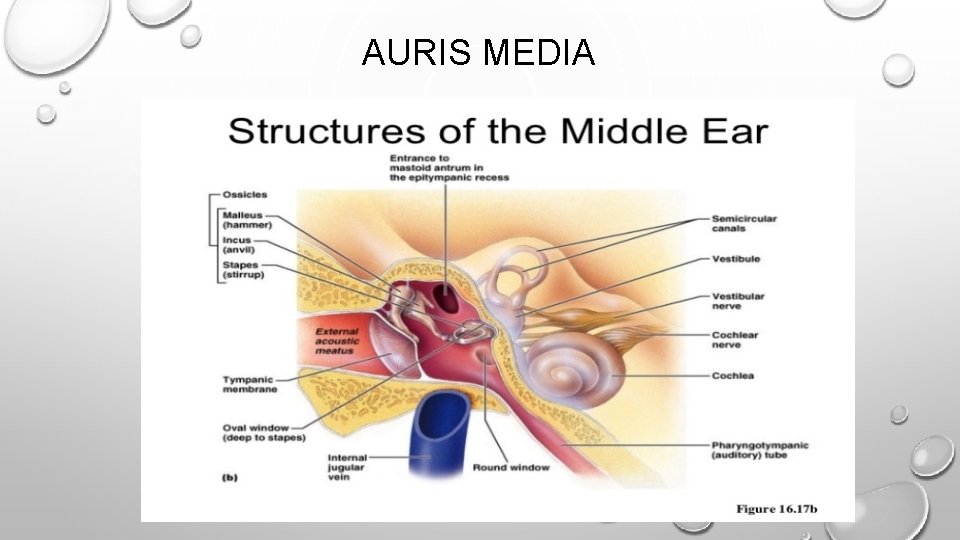 AURIS MEDIA 