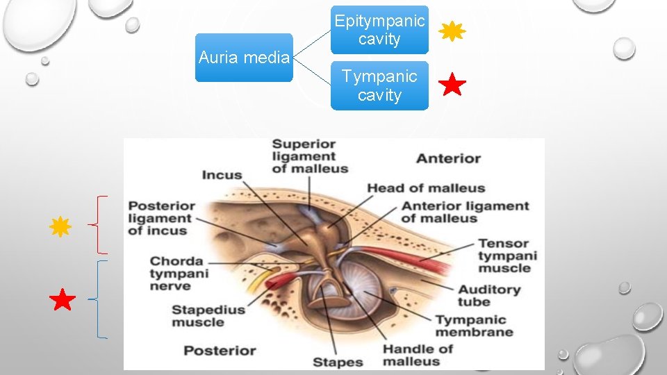 Auria media Epitympanic cavity Tympanic cavity 