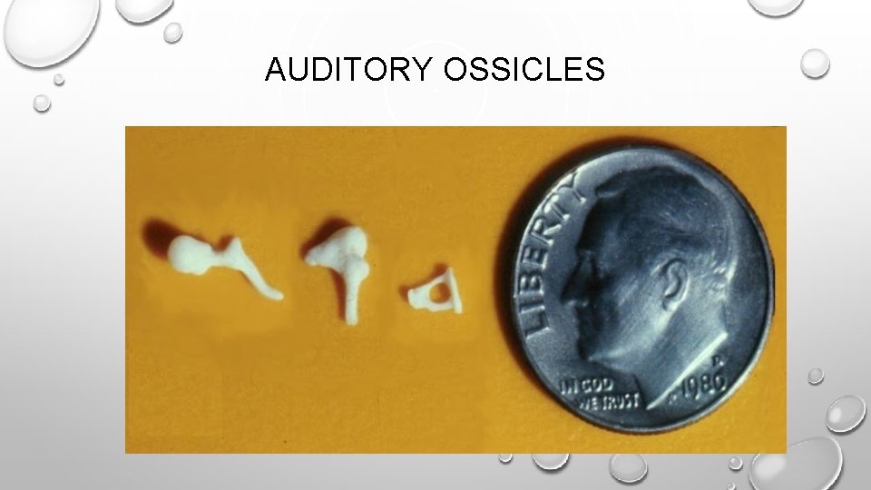 AUDITORY OSSICLES 