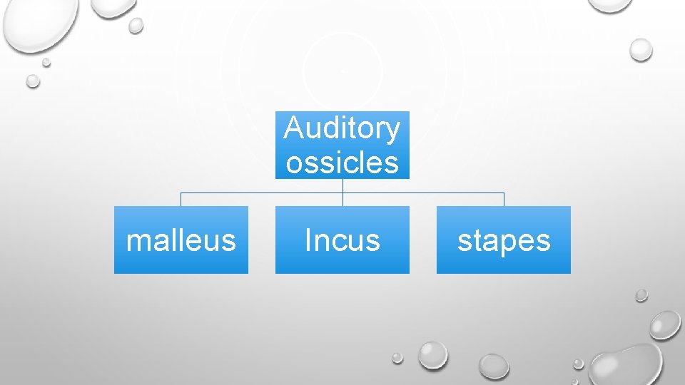 Auditory ossicles malleus Incus stapes 