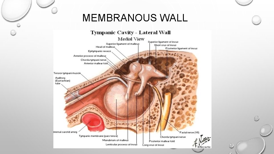 MEMBRANOUS WALL 