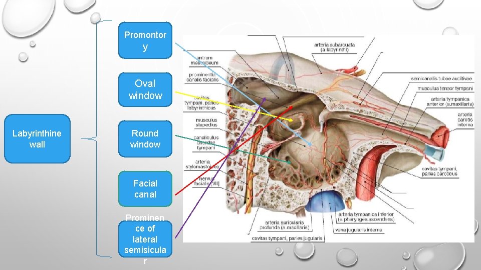 Promontor y Oval window Labyrinthine wall Round window Facial canal Prominen ce of lateral