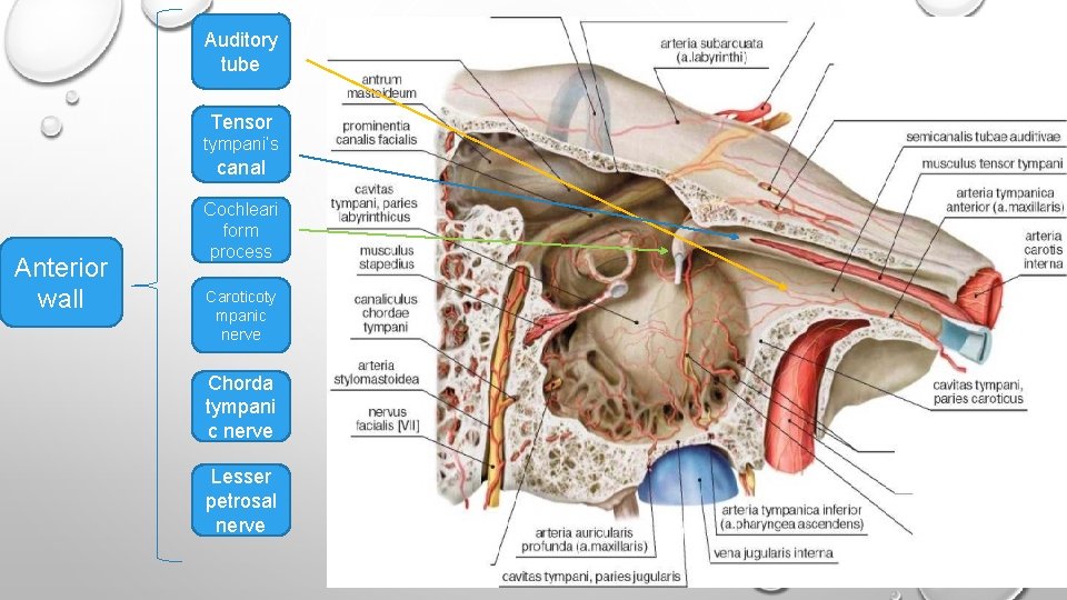 Auditory tube Tensor tympani’s canal Anterior wall Cochleari form process Caroticoty mpanic nerve Chorda