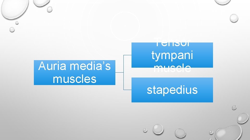 Auria media’s muscles Tensor tympani muscle stapedius 