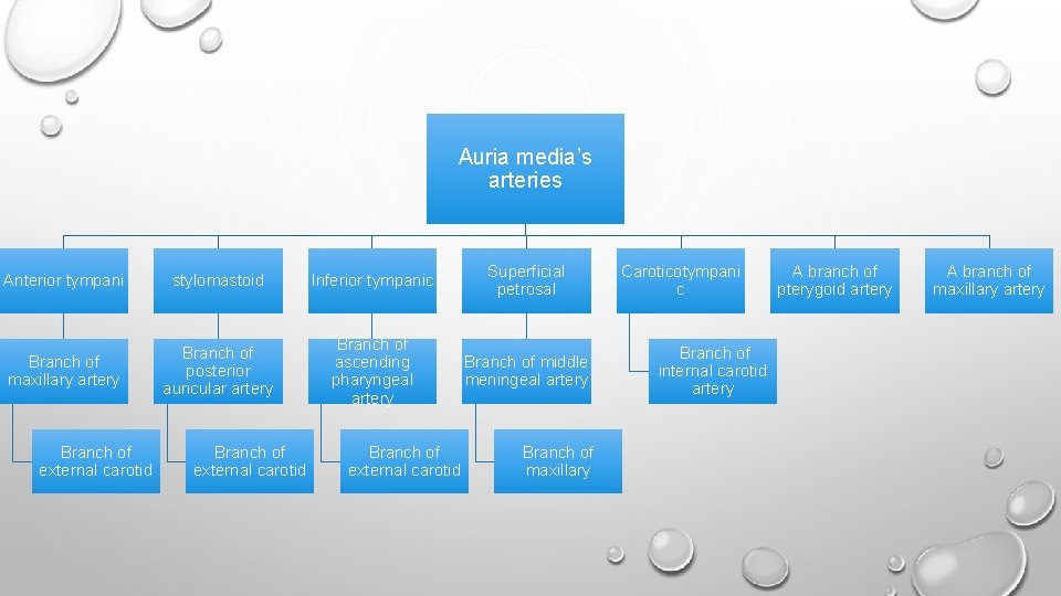 Auria media’s arteries Anterior tympani stylomastoid Inferior tympanic Superficial petrosal Branch of maxillary artery