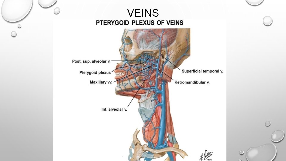 VEINS 