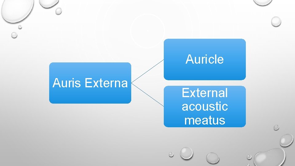 Auricle Auris External acoustic meatus 