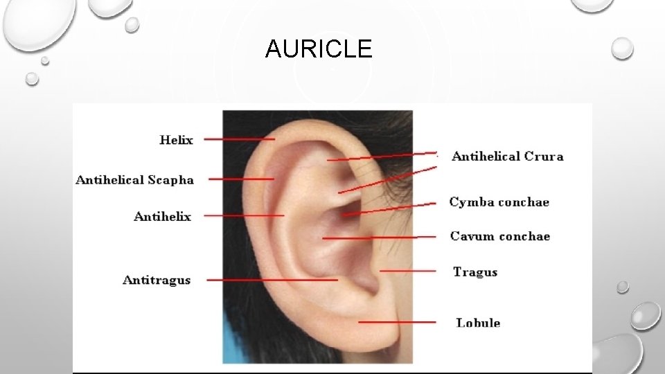 AURICLE 