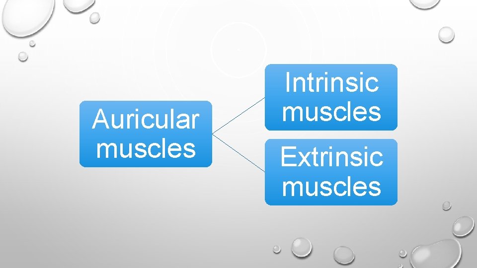 Auricular muscles Intrinsic muscles Extrinsic muscles 