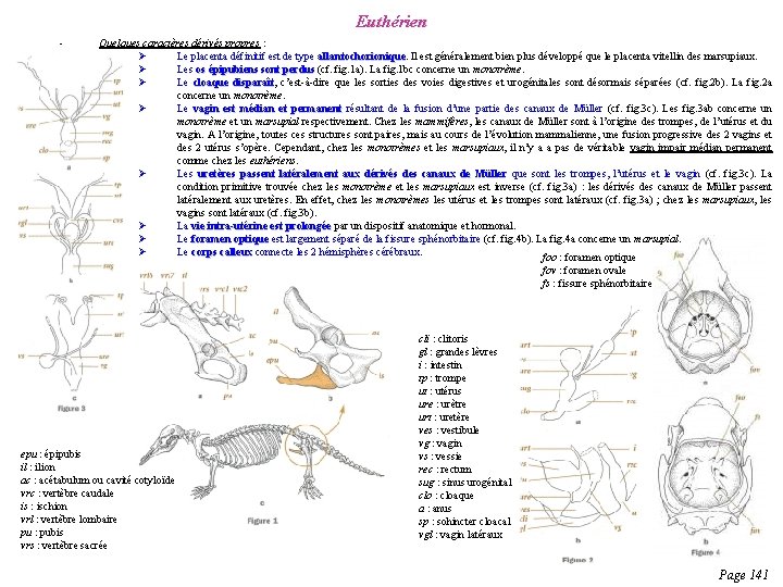 Deutrostomiens Ils prsentent une vaste diversit de formes
