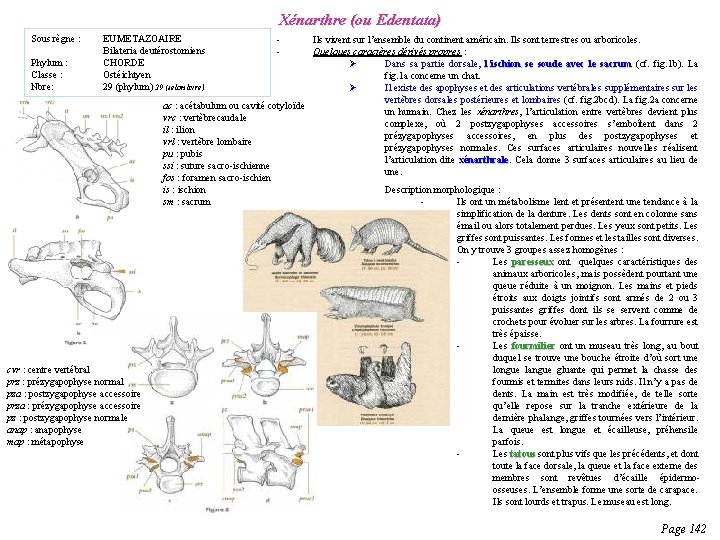 Deutrostomiens Ils prsentent une vaste diversit de formes