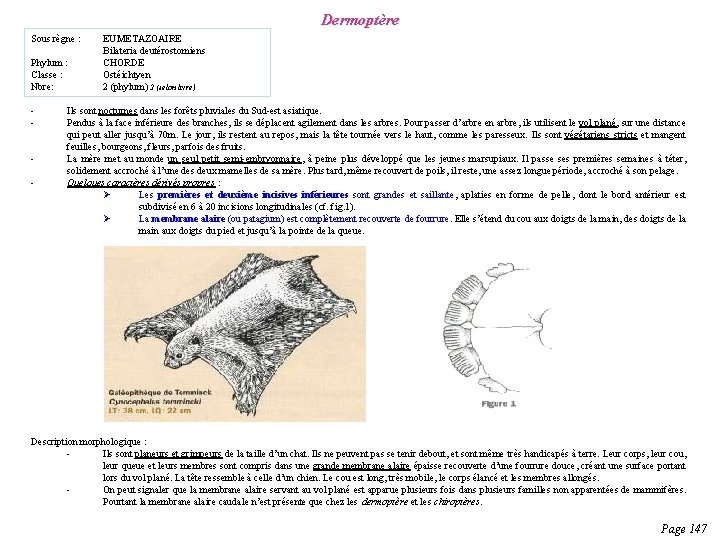Deutrostomiens Ils prsentent une vaste diversit de formes
