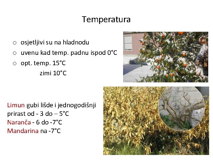 Temperatura o osjetljivi su na hladnodu o uvenu kad temp. padnu ispod 0°C o