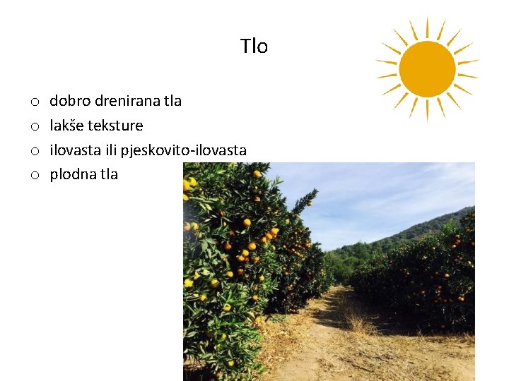 Tlo o o dobro drenirana tla lakše teksture ilovasta ili pjeskovito-ilovasta plodna tla 