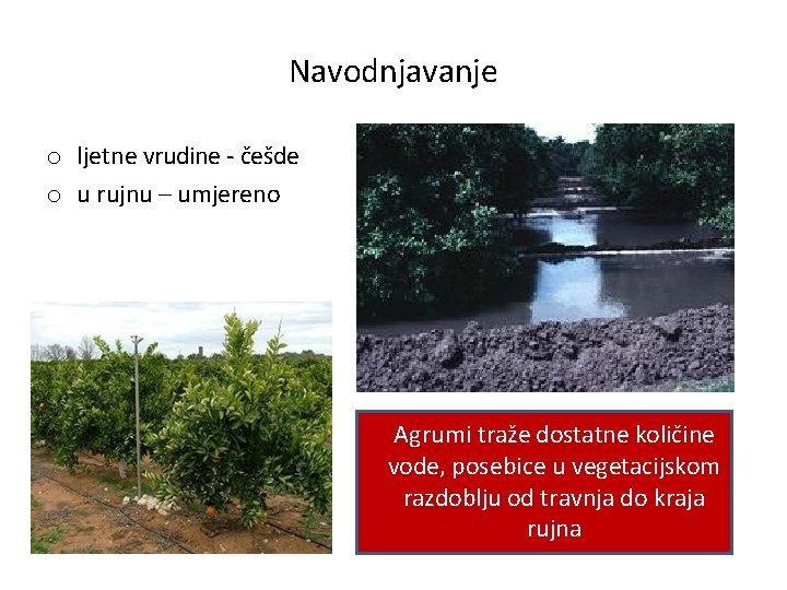 Navodnjavanje o ljetne vrudine - češde o u rujnu – umjereno Agrumi traže dostatne