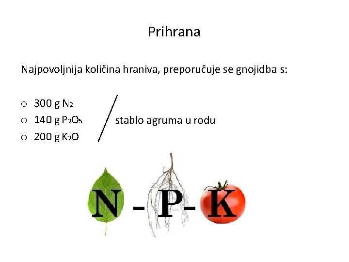 Prihrana Najpovoljnija količina hraniva, preporučuje se gnojidba s: o 300 g N 2 o