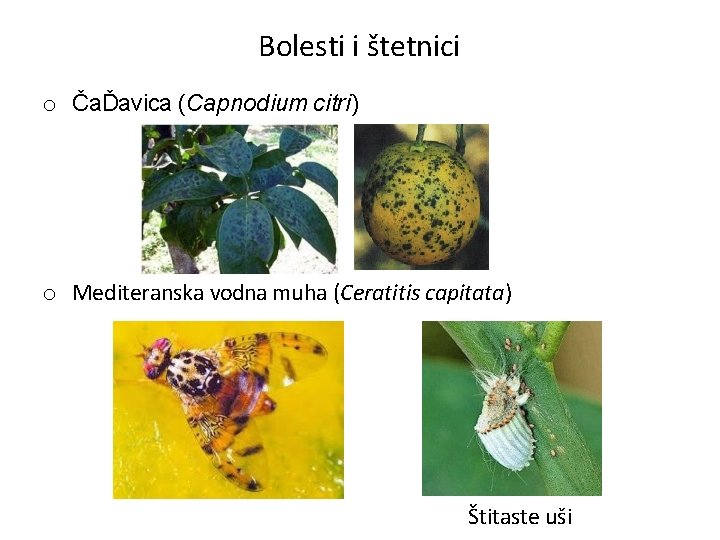 Bolesti i štetnici o ČaĎavica (Capnodium citri) o Mediteranska vodna muha (Ceratitis capitata) Štitaste