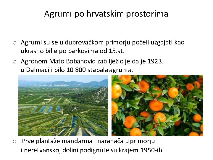 Agrumi po hrvatskim prostorima o Agrumi su se u dubrovačkom primorju počeli uzgajati kao
