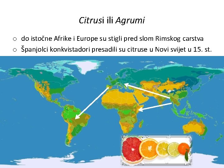 Citrusi ili Agrumi o do istočne Afrike i Europe su stigli pred slom Rimskog