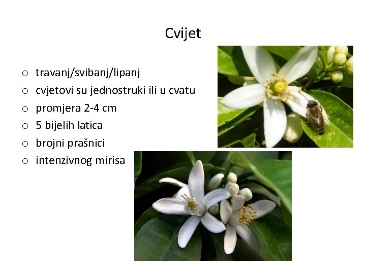 Cvijet o o o travanj/svibanj/lipanj cvjetovi su jednostruki ili u cvatu promjera 2 -4