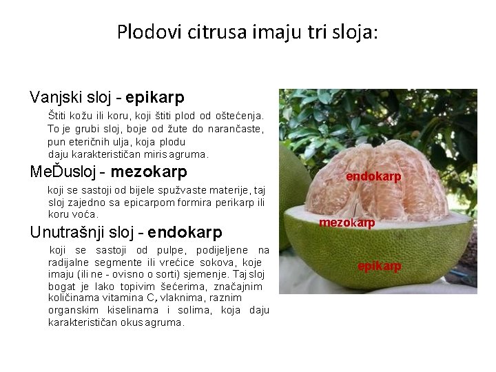 Plodovi citrusa imaju tri sloja: Vanjski sloj - epikarp Štiti kožu ili koru, koji