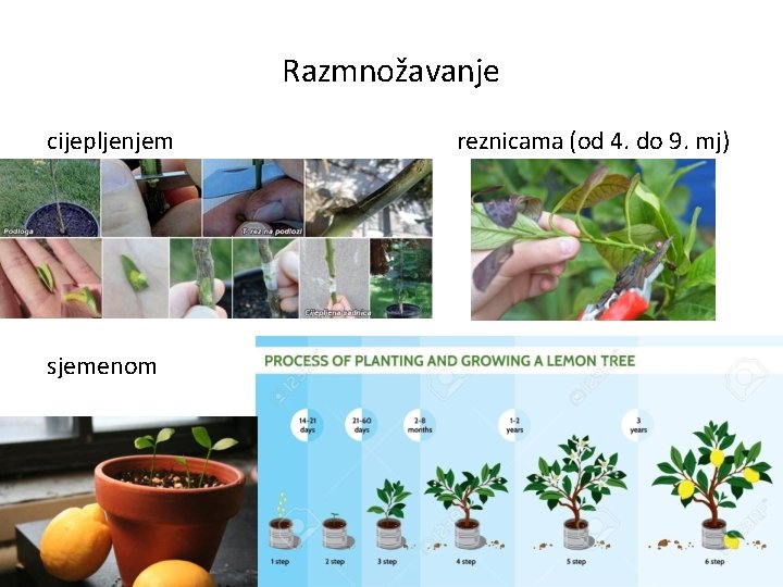 Razmnožavanje cijepljenjem sjemenom reznicama (od 4. do 9. mj) 