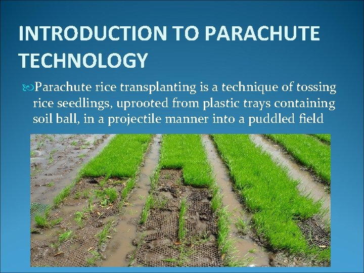 INTRODUCTION TO PARACHUTE TECHNOLOGY Parachute rice transplanting is a technique of tossing rice seedlings,